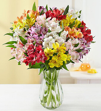 Alstromeria Garden
