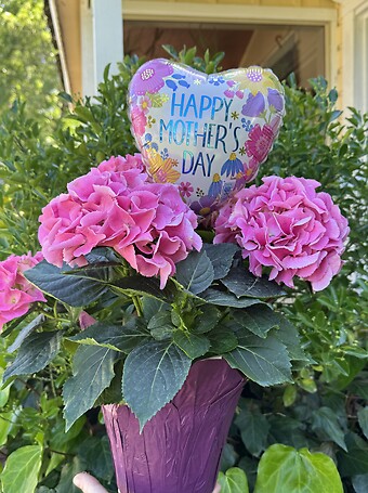 Hydrangea