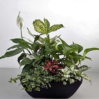 Mixed Houseplant Garden