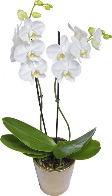 Blooming Duo Double Orchid